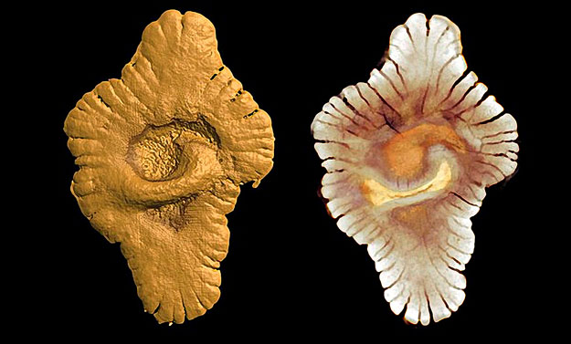 A gaboni lelőhelyen talált egyik ősmaradvány külső (balra), illetve belső (jobbra) testfelépítésének virtuá lis rekonstrukciója, mikrotomográfiás módszerrel
