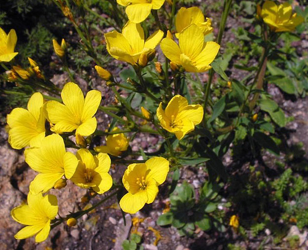 Linum dolimiticum – teljes pompájában