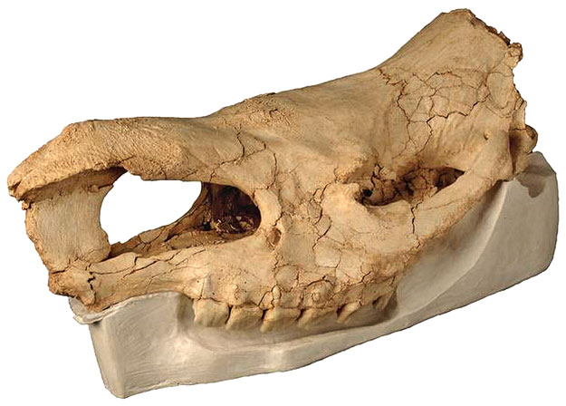A Hundsheim orrszarvú csontvázának rajza és koponyája