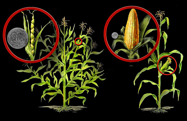 A teosinte és a modern kukorica nem sokban hasonlít egymásra