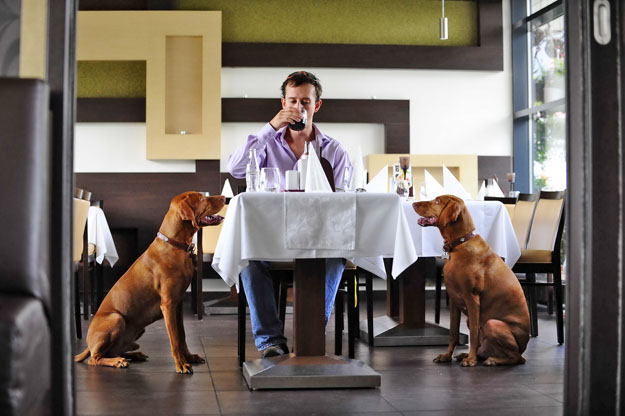Az üdítő kivételek egyike a kutyabarát Restogabor étterem