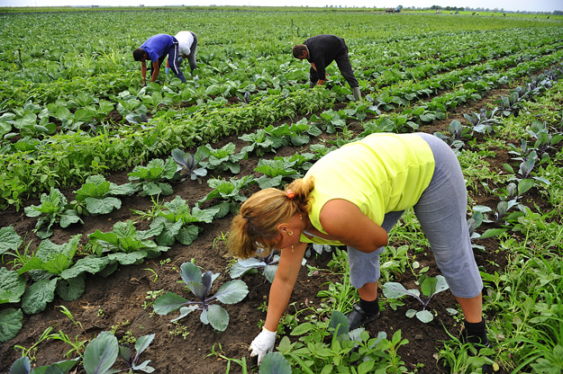 A mezőgazdaságban nem korlátozzák az idénymunkások számát