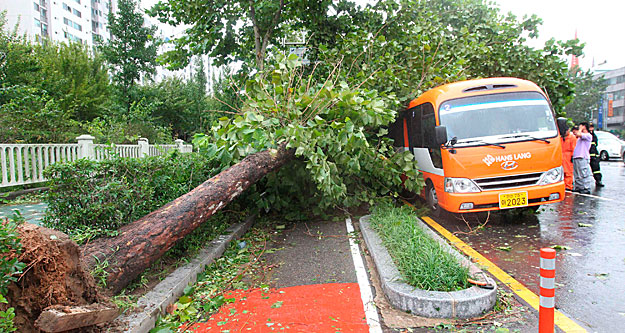 Buszra dőlt fa a délkoreai Incson tartományban