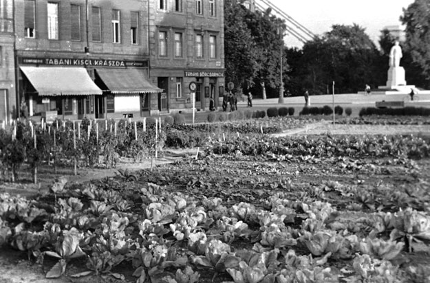 Háborús káposztaültetvény a tabáni Döbrentei téren, háttérben Gömbös Gyula szobrával. A felvétel feltehetően 1942-ben készült