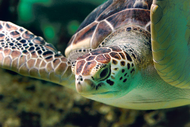 A tengeri teknősök a foltjaikról ismerhetők fel