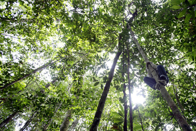 Gyógynövényeket gyűjtenek az amazóniai esőerdőben