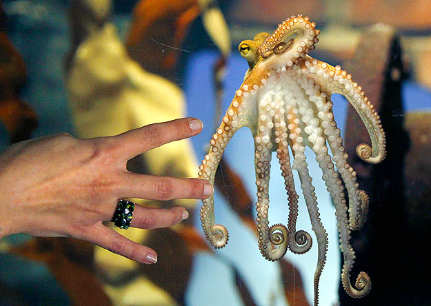 Octopus Paul II is presented to the media at the Sea Life Centre in the western German city of Oberhausen, November 3, 2010. Paul II replaces World Cup oracle Octopus Paul, who died last week. The young French-born octopus was transferred to the Sea 