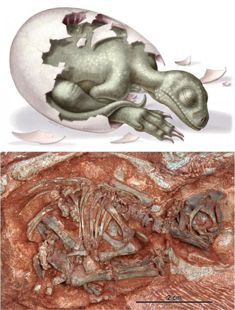 Fantáziarajz a Massospondylus embrióról (készítette: Heidi Richter) és egy kipreparált csontváz fotója 