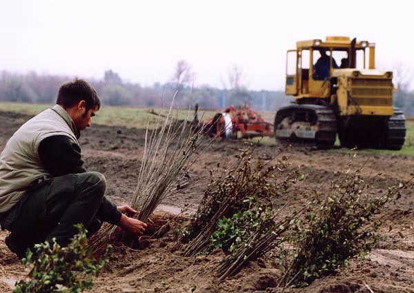 Erdőtelepítés Ópusztaszeren - az uniós támogatás kiszámítható viszonyokat hozott