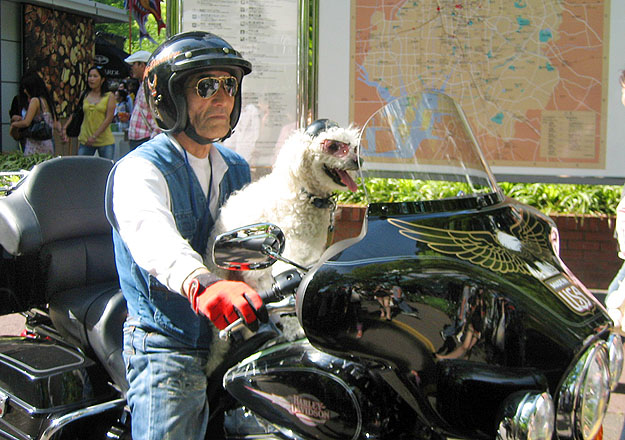 Szelíd motorosok - kutyakultusz Japánban