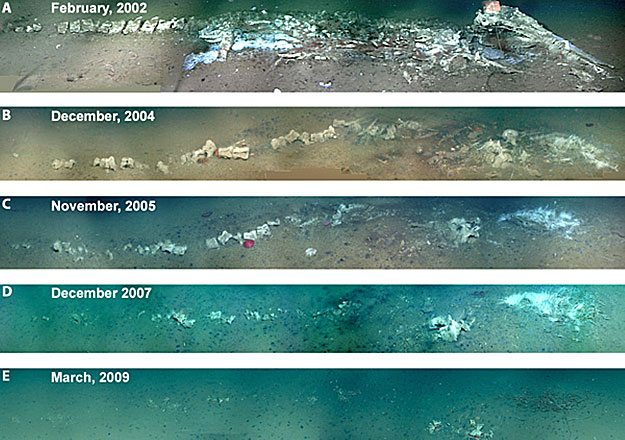 Egy a Monterey-kanyonban 3000 méter mélységbe süllyedt bálnatetem lebomlási fázisai egy hétéves időszak alatt