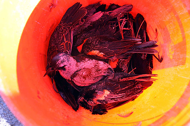 Vödörbe gyűjtött, elpusztult pirosvállú csirögék Arkansasban