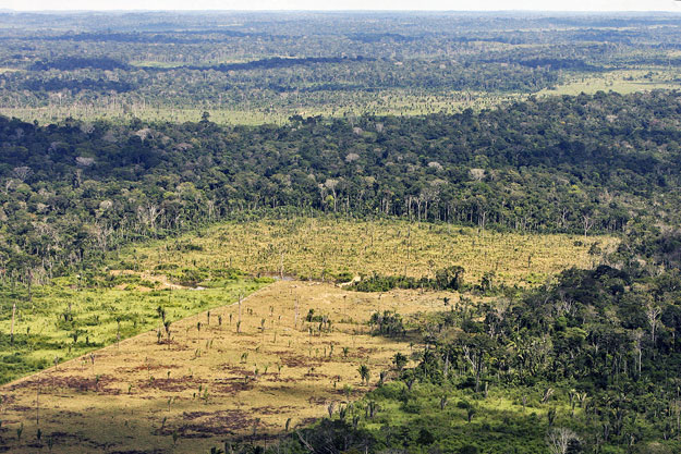 A kelet-brazíliai erdőirtások elleni kampányok ellenére 2000 óta további 34 ezer hektár erdő tűnt el