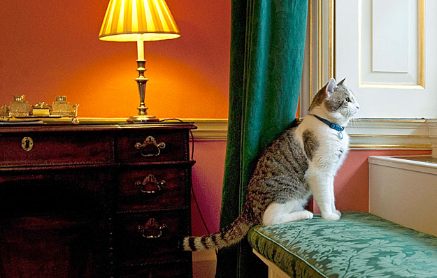 A tabby cat named Larry looks out a window at number 10 Downing Street in London February 15, 2011. Downing Street has a new occupant  -- a street-smart character with a licence to kill. Larry, a four-year-old tabby, has been brought in to the Britis