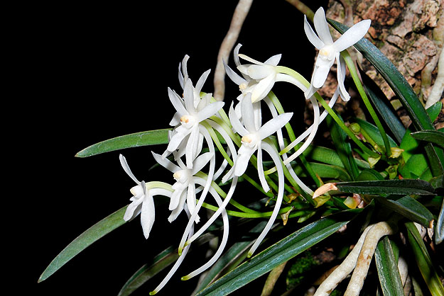A távol-keleti Neofinetia falcata, a szamurájok orchideája lesz a kiállítás sztárja 