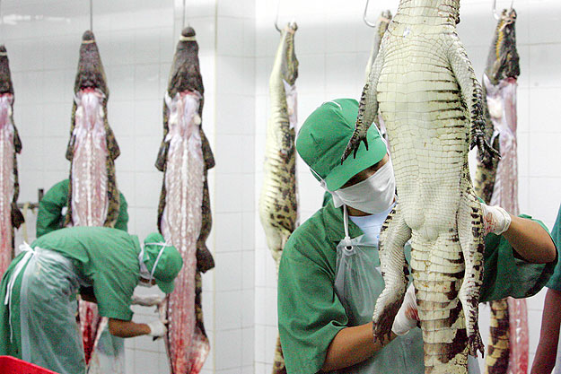 Tajvani exporta készülő thaiföldi krokodilhús. A magyar termékekre kétszer akkora lett az étvágy