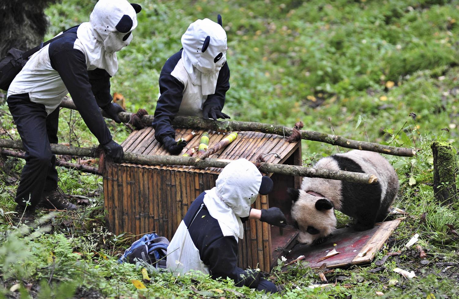 Három biológus próbál befogni egy különösen gyanakvó pandát