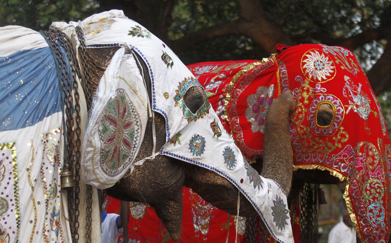 Az elefánt szent állatnak számít Srí Lankán 